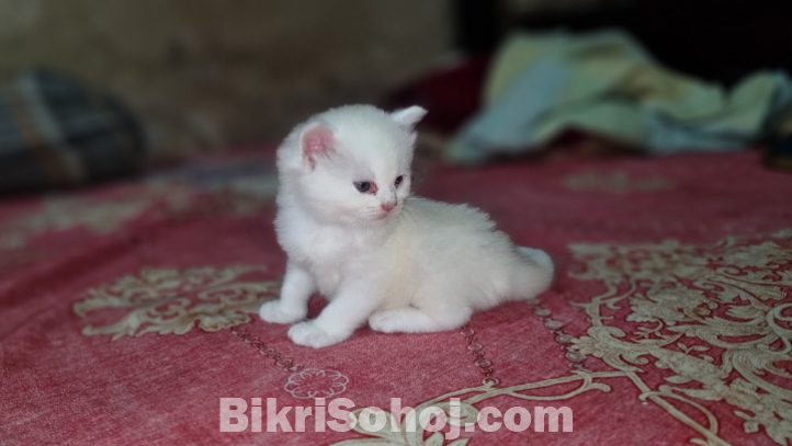 পার্শিয়ান বিড়াল (অরিজিনাল)